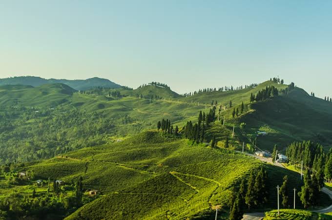 Ilam Tea Garden Trail
