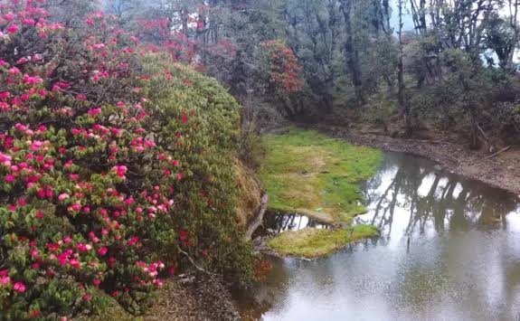 TMJ Rhododendron Heritage Trail (Gupha Pokhari and Sabha Pokhari Trek)