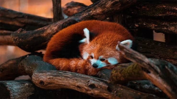 Red Panda Eco Trek